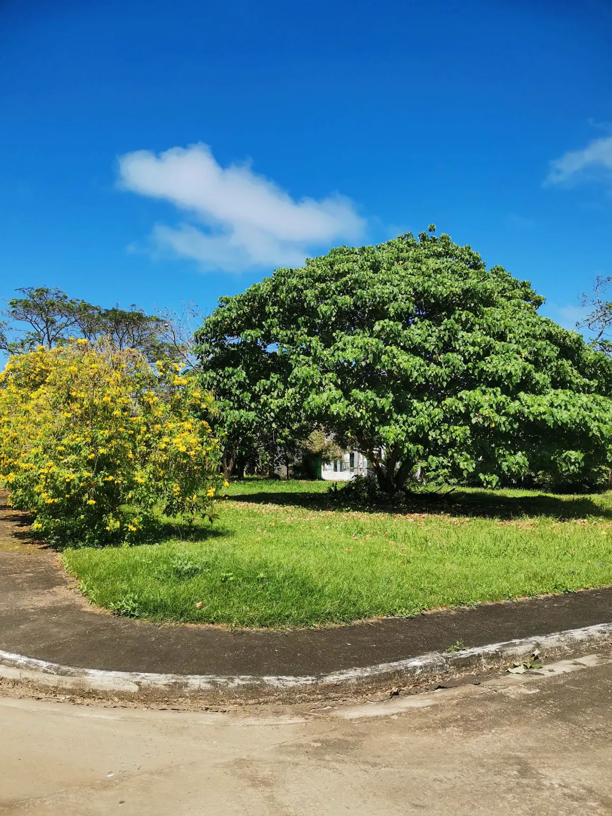 Mango tree and flowering shrubs on a grass lot beside a San Antonio Resort Village street
