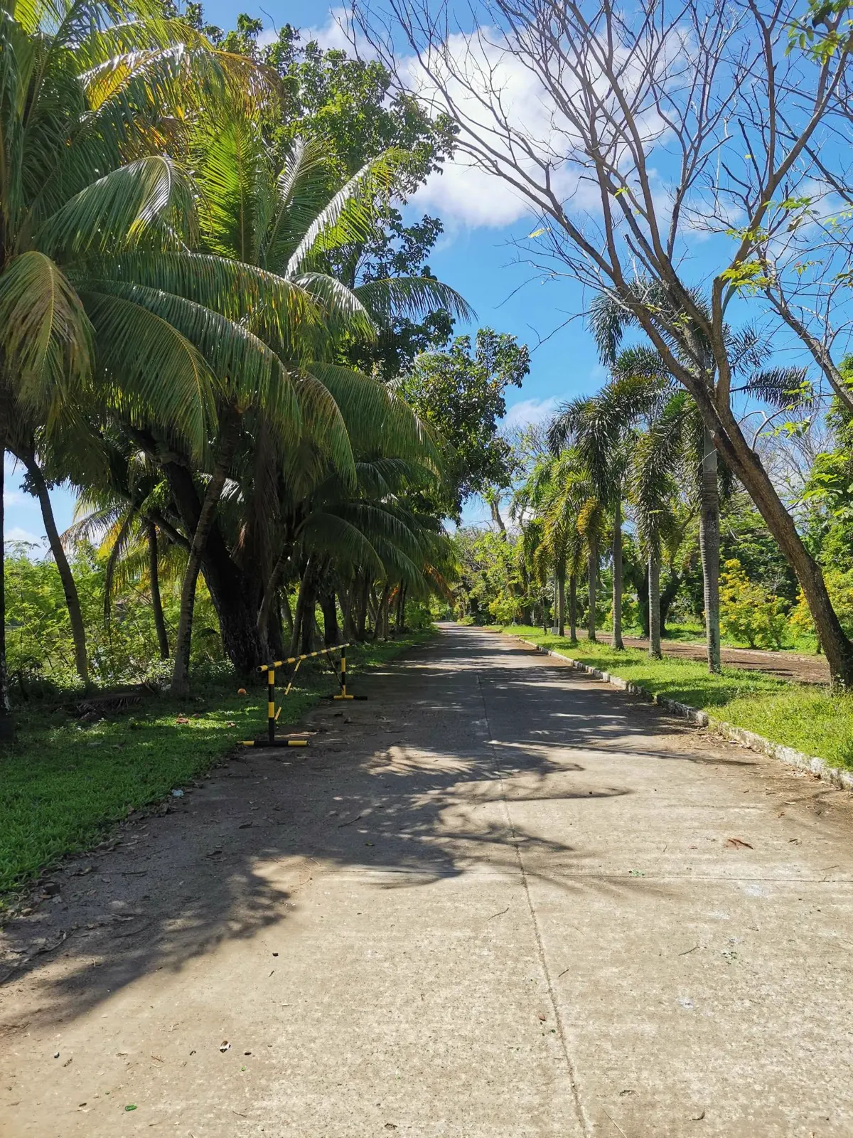 Palm and shade tree lined lane through a San Antonio Resort Village development