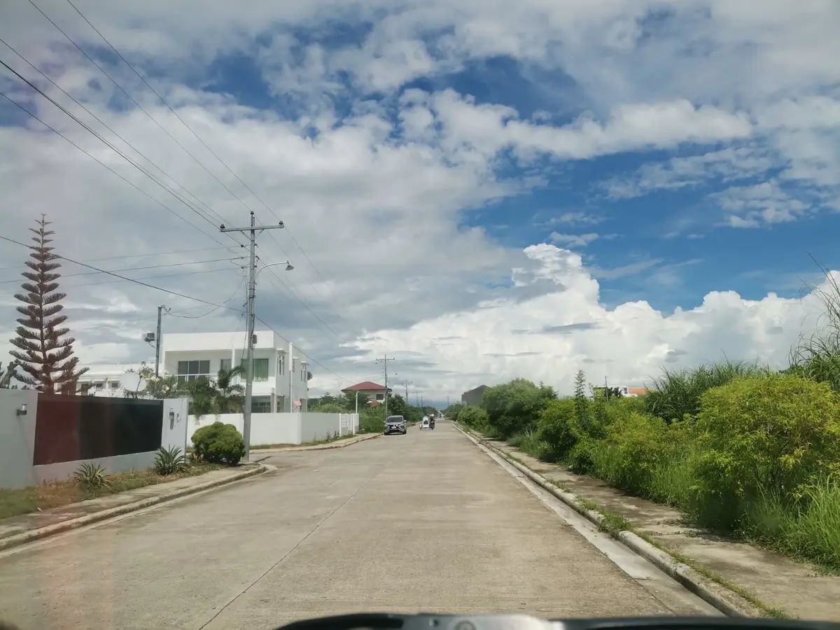 Concrete subdivision road seen from a car, white two storey houses on the left, tall grass on the right