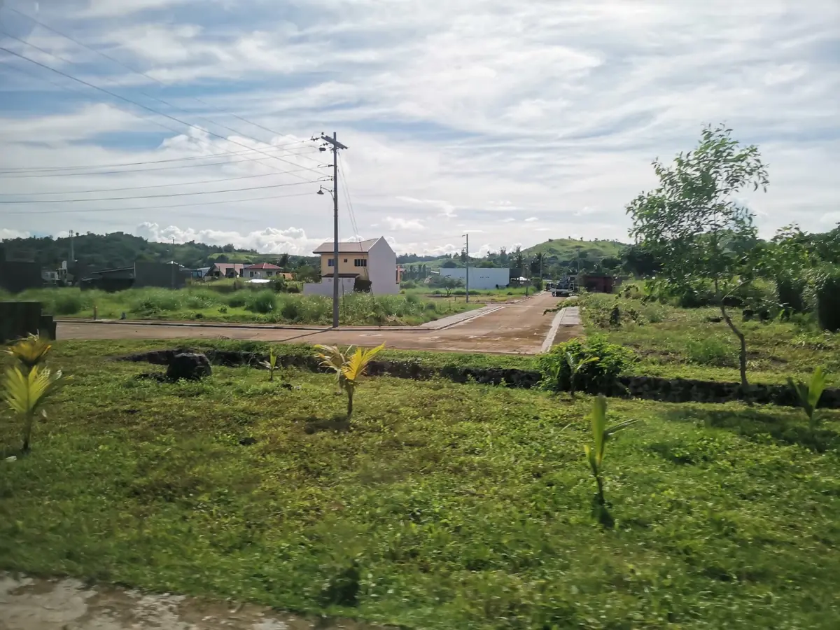 Cleared grass lot with young palm seedlings, a road, houses and green hills in the background